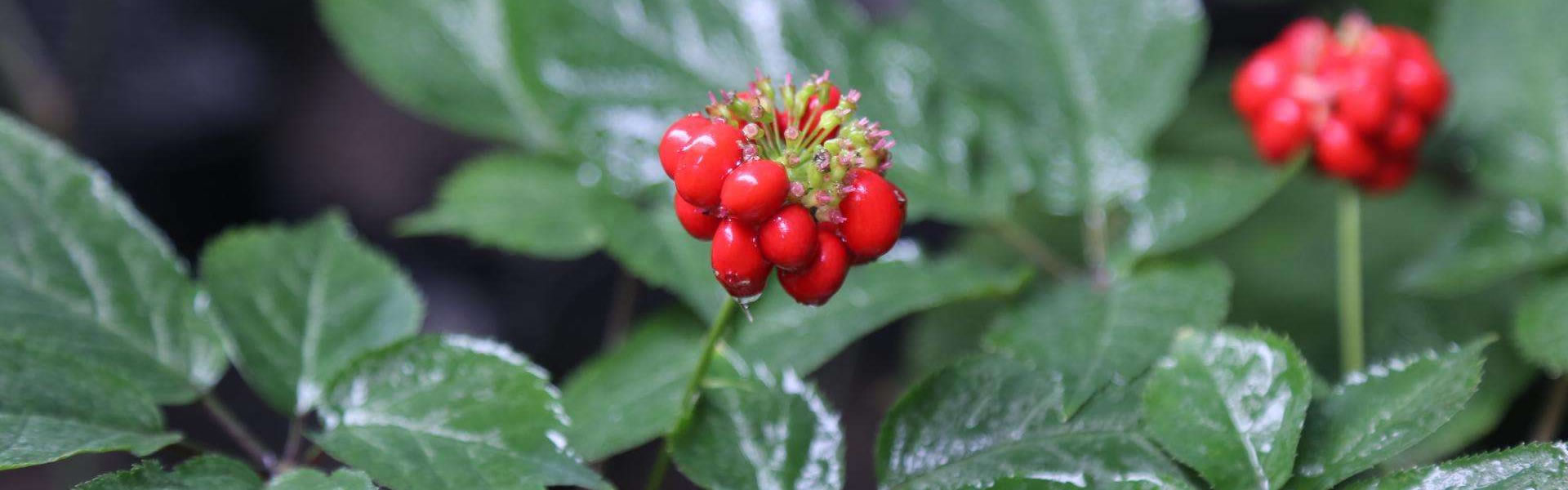 集安参宝贝农资