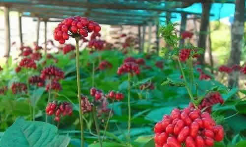 植物病害归类及配方用药，另附植物虫害归类及防治用药