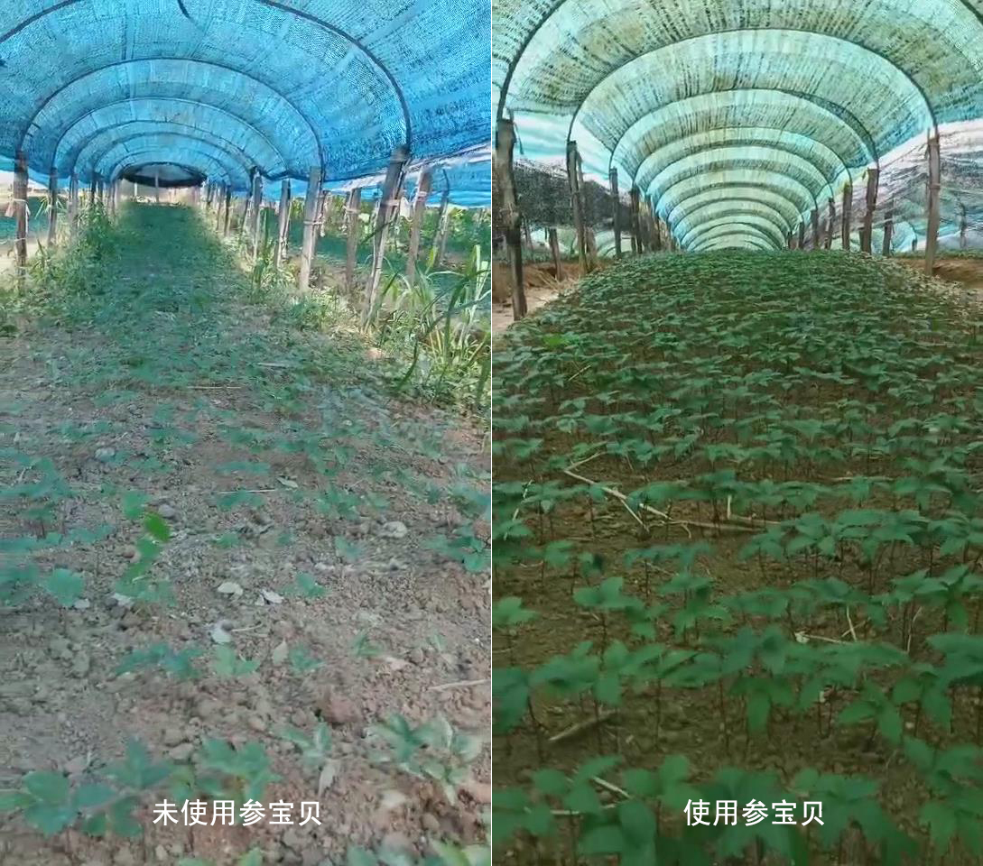 参宝贝产品效果对比